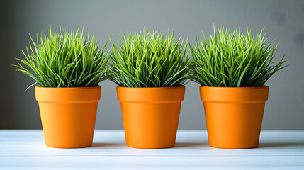 Obraz premium Three orange pots filled with green grass stand on a white wooden surface