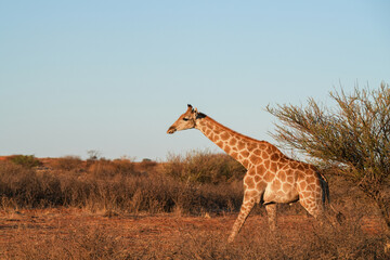 Giraffe geht ruhig im Abendlicht durch die Kalahari