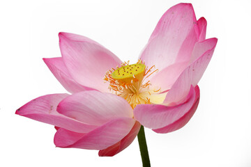Elegant Pink Lotus Flower Isolated on White Background