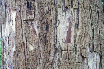 Detailed Close-Up of Textured Bark on a Large Tree Trunk