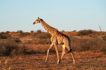 Giraffe in der Wildnis der Kalahari in Namibia