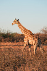 Giraffe in der Wildnis der Kalahari in Namibia