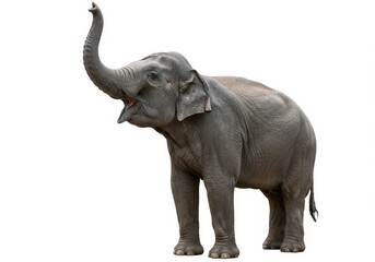 A standing elephant with its trunk raised and mouth open on a plain white background in a studio shot