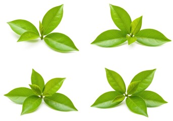 Fototapeta premium Four green leaf clusters isolated on a white background displayed in a square arrangement format
