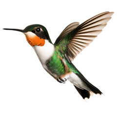 Fototapeta premium Vibrant and detailed image of a flying hummingbird in mid-air showcasing its iridescent green and orange feathers with wings spread wide, against a white background