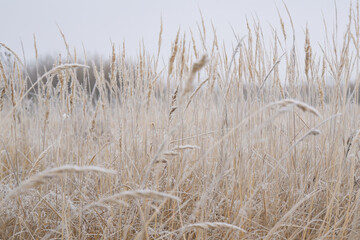 Fototapeta premium The winter background is dry frozen grass in the morning hoarfrost in cloudy weather