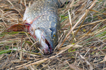 A pike caught on dry autumn grass