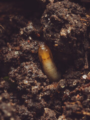 A close-up of a beetle larvae living in soil