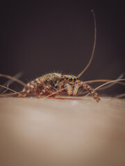 A tiny jumping spider on a persons arm (Pseudeuophrys lanigera)
