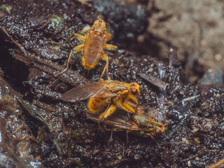 A pair of yellow dung flies mating, with a 2nd male being kicked away