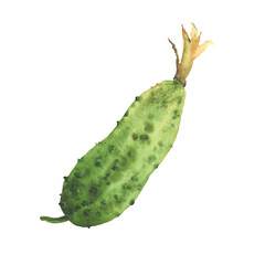 Cucumber pant botanical green fruit with yellow flowers. Watercolor illustration hand drawn vegetable harvest farm clipart for canned veg food label, nature cosmetic prints. Isolated from background.