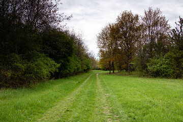 Spring shrubs along a footpath under a cloudy sky