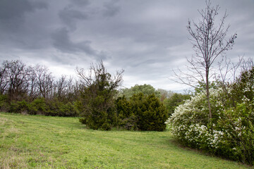 White blossoms on spring shrubs under cloudy sky