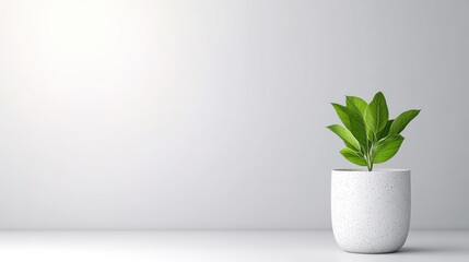 Minimalist plant in a white pot against a plain background.  A small potted plant with vibrant green leaves sits in a simple white pot.