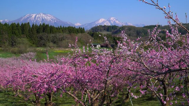 春の丹霞郷に咲く桃の花