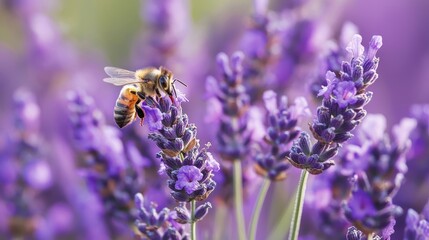 Bees pollinating lavender fields