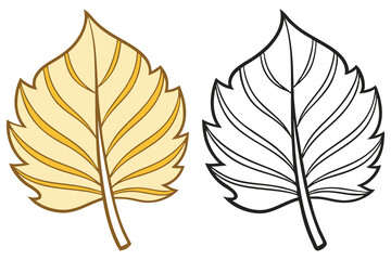 Obraz premium Autumn aspen leaf shows color and outline version against a white background