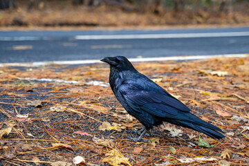 Common Raven in Yosemite National Park, California