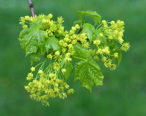 Close-up of spring maple branch with flowers and young leaves. Dark green blurred background. Soft selective focus.