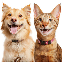 Obraz premium Happy dog and smiling cat close up on white background with joyful expressions and bright eyes, showing friendship and happiness between different species