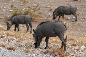 Warzenschweine unterwegs in der Wildnis in der Gegend von Etosha