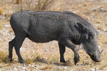 Warzenschwein unterwegs in der Wildnis in der Gegend von Etosha