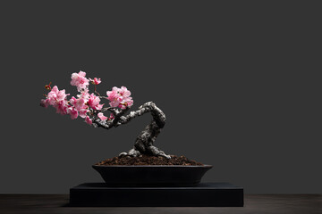 Bonsai tree art pink flowers japanese zen garden nature miniature plant beauty blossom flora elegance bloom