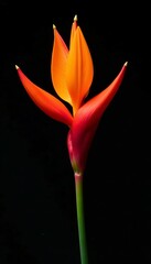 Large heliconia inflorescence standing out against a black background, flower, beautiful, blossom