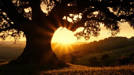 An enormous tree silhouetted against the vibrant golden sunset