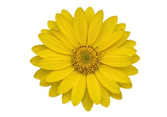 Fototapeta premium A bright yellow flower with many petals in full bloom isolated on a white background close up view