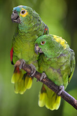 Couple of Blue-fronted Parrot on a branch. Amazona aestiva, Bioparc, Doué la Fontaine, Maine et Loire 49, Région Pays de la Loire, France, European Union, Europe