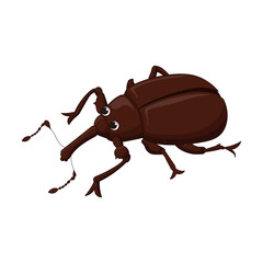 Molytinae weevil vector illustration with Brown