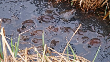 Frogs in Amplexus Swarming during Mating Breeding Season in Spawn Floating on Water Surface among Pond Shore Reeds 