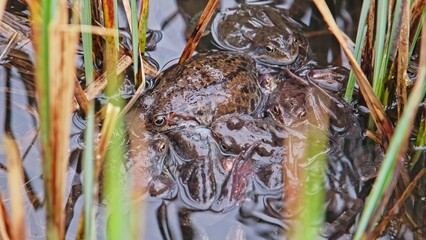 Frogs in Amplexus Swarming during Mating Breeding Season in Spawn Floating on Water Surface among Pond Shore Reeds 
