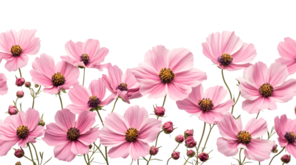 Pink cosmos floral row on black, cut out transparent