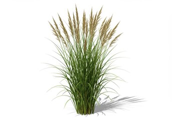 Fototapeta premium Tall ornamental grass with green blades and tan seed heads isolated on a white background view from the front