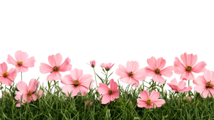 Pink cosmos in grass border, cut out transparent