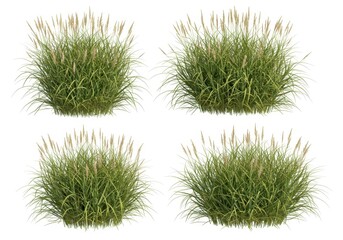 Four clumps of tall green grass with seed heads isolated on a plain white background in square format
