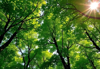 Fototapeta premium Lush green forest canopy, sunlight dappling through leaves, growth, organic