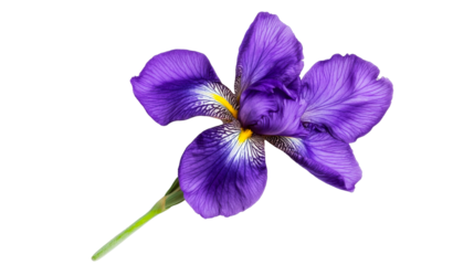 Iris, close-up, cut out transparent