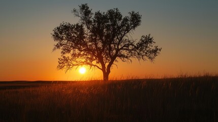 Obraz premium A solitary tree silhouette stands gracefully at sunset in a field