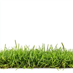 Fototapeta premium Lush green grass blades isolated on a pure white background perfect for sp or summer themed designs and website banners showcasing vibrant nature.