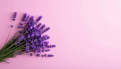 Harvesting lavender flowers garden botanical photography soft colors aerial view aromatic beauty