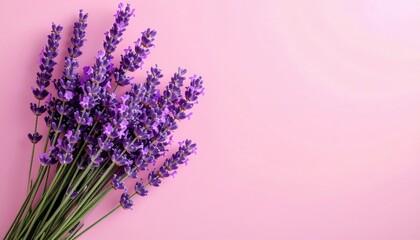 Lavender bouquet arrangement floral studio photography minimalist background close-up natural beauty