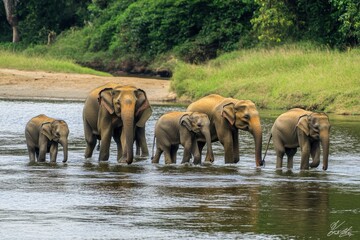 Obraz premium Elephants and baby calf wade through the river in Pin, enjoying a serene moment in nature, Elephants herd with young baby calf on river of Pinnawala in Sri Lanka