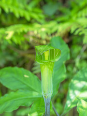 Obraz premium 春の森のマムシグサ01