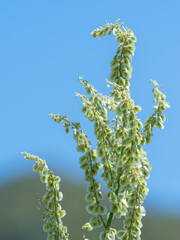 春の山からノダイオウのアップ
