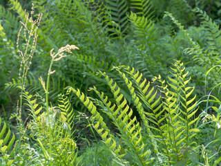 春の森　シダの葉が輝く02
