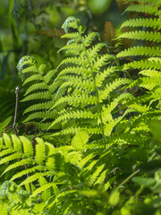 春の森　シダの葉が輝く03