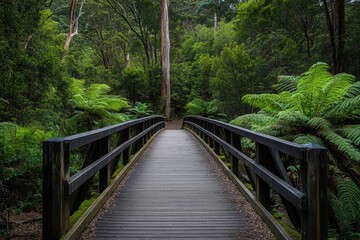 Exploring the wooden bridge in the lush jungle forest of Tasmania, Bridge in jungle forest of Australia Tasmania Travel in wild nature landscape
